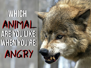 What Animal Are You Like When You’re Angry?